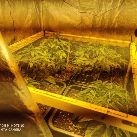 Blueberry cheese #2 growlog timeline photo