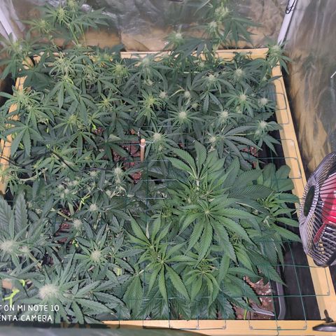 Blueberry cheese #2 growlog timeline photo