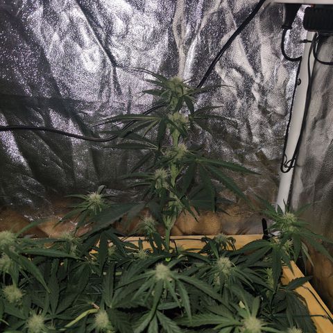 Blueberry cheese #2 growlog timeline photo