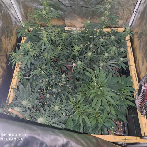 Blueberry cheese #2 growlog timeline photo