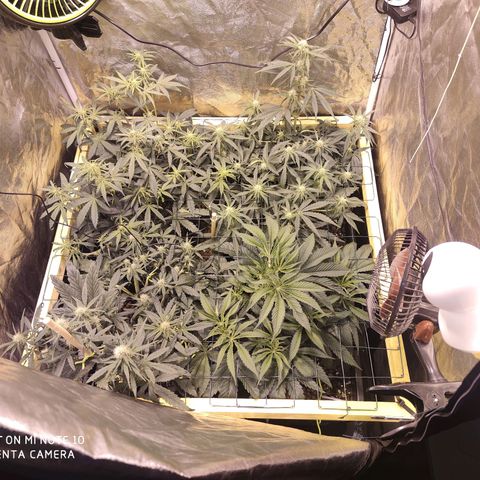 Blueberry cheese #2 growlog timeline photo