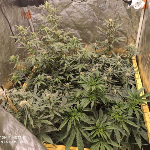 Blueberry cheese #2 growlog timeline photo