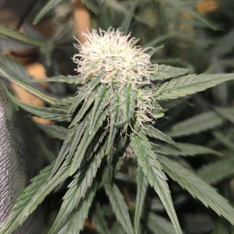 Blueberry cheese #2 growlog timeline photo