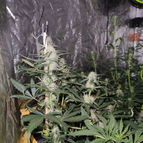 Blueberry cheese #2 growlog timeline photo