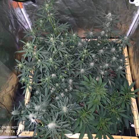 Blueberry cheese #2 growlog timeline photo