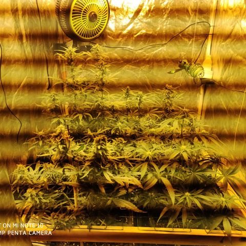 Blueberry cheese #2 growlog timeline photo