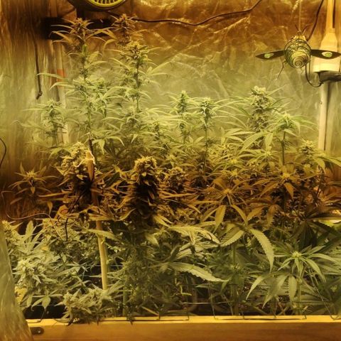 Blueberry cheese #2 growlog timeline photo