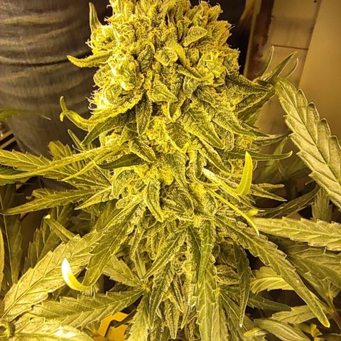 Blueberry cheese #2 growlog timeline photo