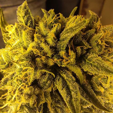 Blueberry cheese #2 growlog timeline photo