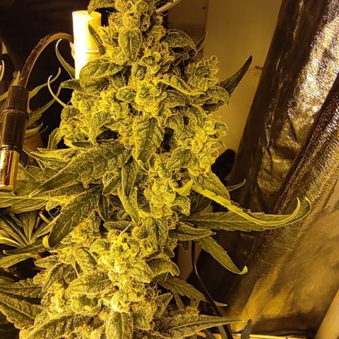 Blueberry cheese #2 growlog timeline photo