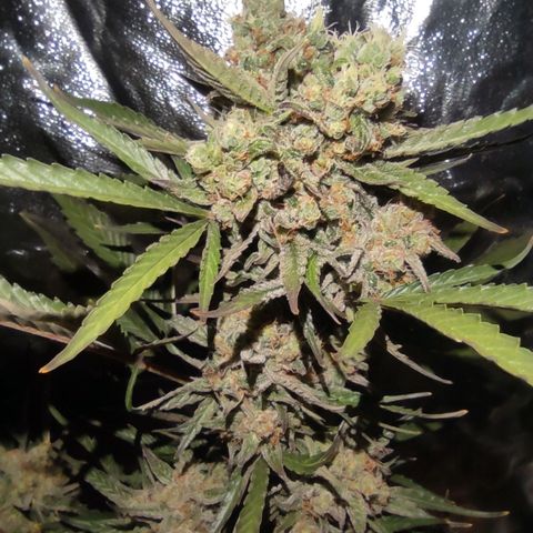 Blueberry cheese #2 growlog timeline photo