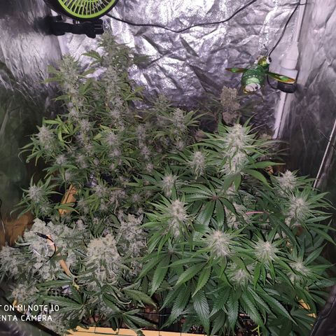 Blueberry cheese #2 growlog timeline photo