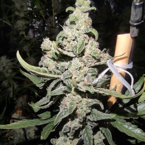 Blueberry cheese #2 growlog timeline photo