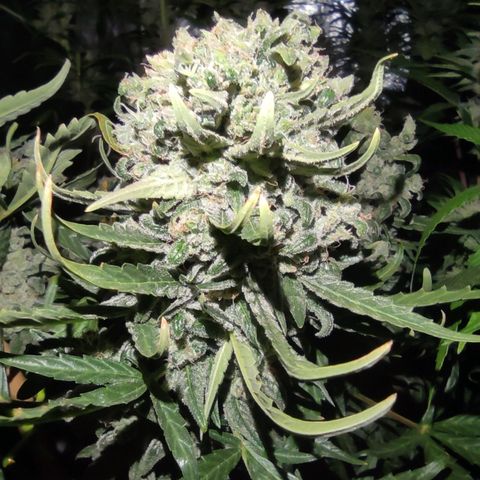 Blueberry cheese #2 growlog timeline photo