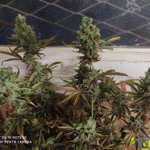 Blueberry cheese #2 growlog timeline photo