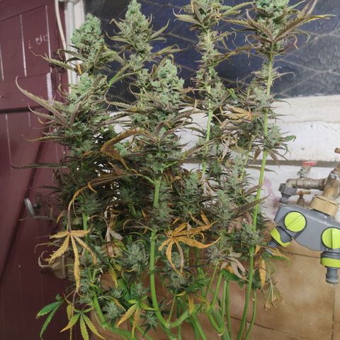 Blueberry cheese #2 growlog timeline photo