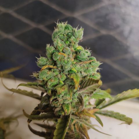 Blueberry cheese #2 growlog timeline photo