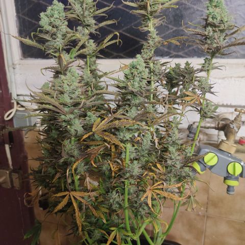 Blueberry cheese #2 growlog timeline photo