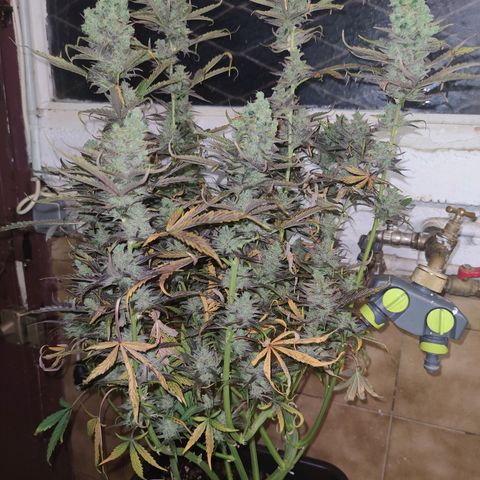 Blueberry cheese #2 growlog timeline photo