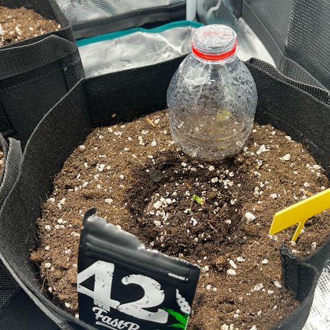 Blue Dream (Liniker) growlog timeline photo