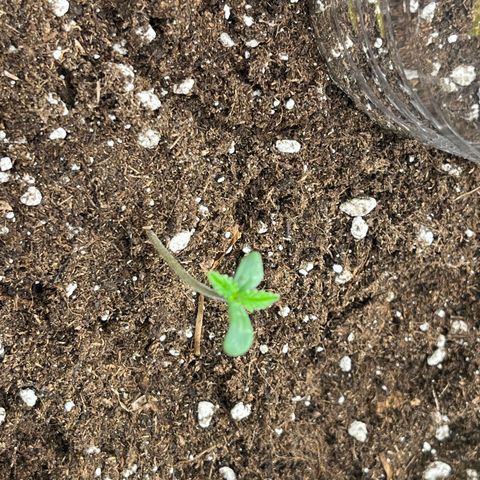 Blue Dream (Liniker) growlog timeline photo