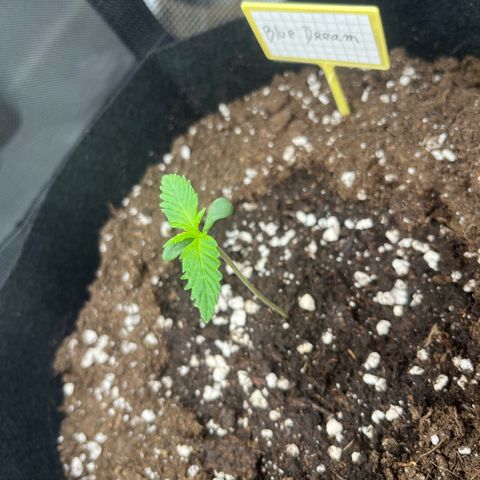 Blue Dream (Liniker) growlog timeline photo