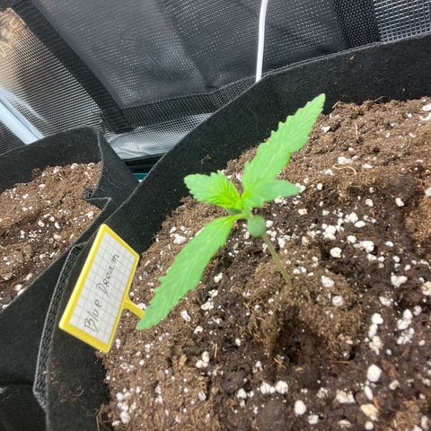 Blue Dream (Liniker) growlog timeline photo