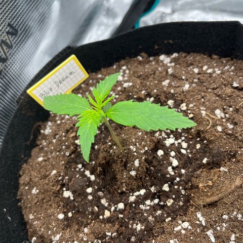 Blue Dream (Liniker) growlog timeline photo