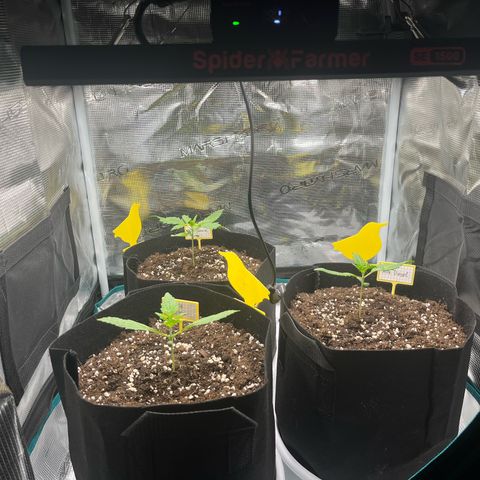 Blue Dream (Liniker) growlog timeline photo