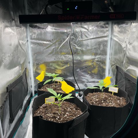Blue Dream (Liniker) growlog timeline photo
