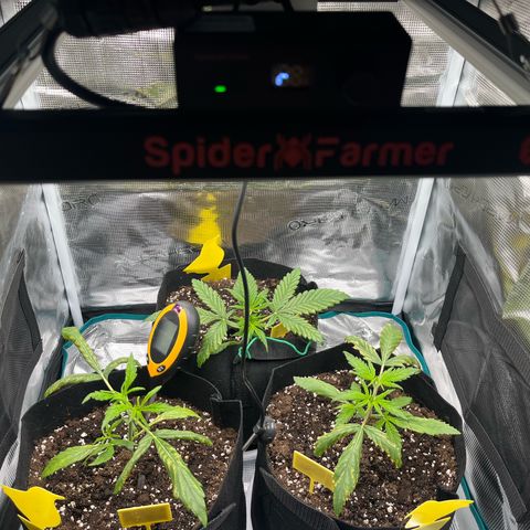 Blue Dream (Liniker) growlog timeline photo