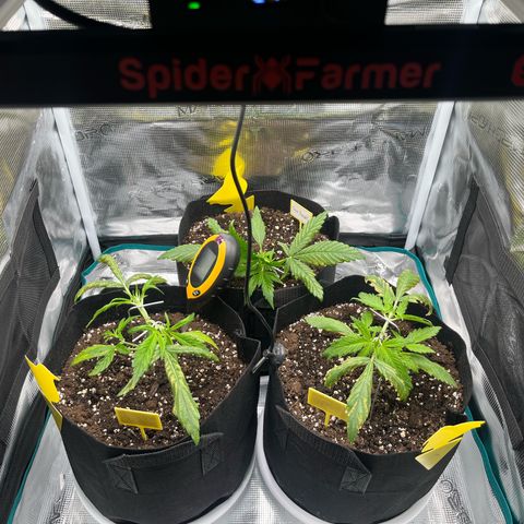 Blue Dream (Liniker) growlog timeline photo