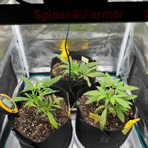 Blue Dream (Liniker) growlog timeline photo