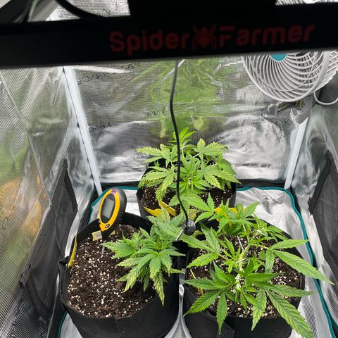 Blue Dream (Liniker) growlog timeline photo