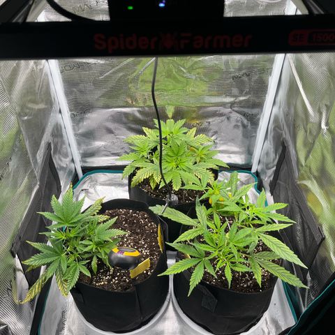 Blue Dream (Liniker) growlog timeline photo