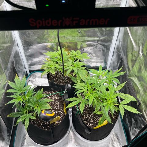 Blue Dream (Liniker) growlog timeline photo