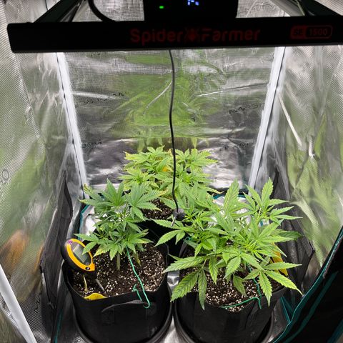 Blue Dream (Liniker) growlog timeline photo