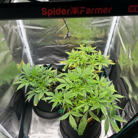 Blue Dream (Liniker) growlog timeline photo