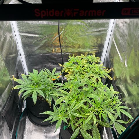 Blue Dream (Liniker) growlog timeline photo