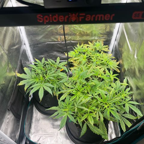 Blue Dream (Liniker) growlog timeline photo