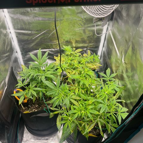 Blue Dream (Liniker) growlog timeline photo