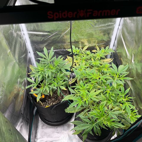 Blue Dream (Liniker) growlog timeline photo
