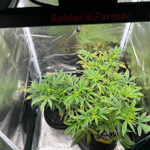 Blue Dream (Liniker) growlog timeline photo