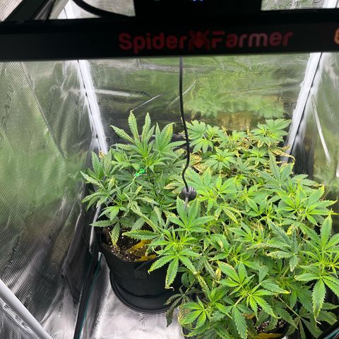 Blue Dream (Liniker) growlog timeline photo