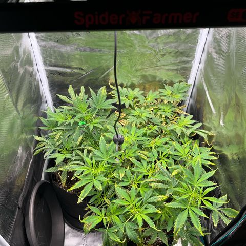 Blue Dream (Liniker) growlog timeline photo