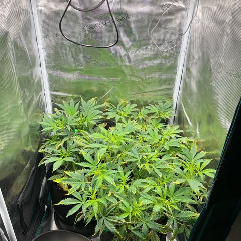 Blue Dream (Liniker) growlog timeline photo