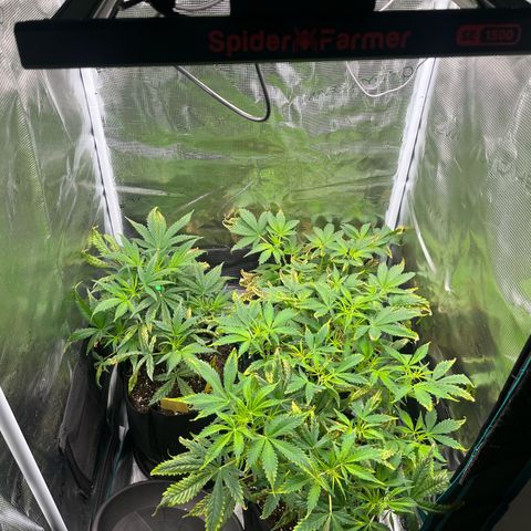 Blue Dream (Liniker) growlog timeline photo