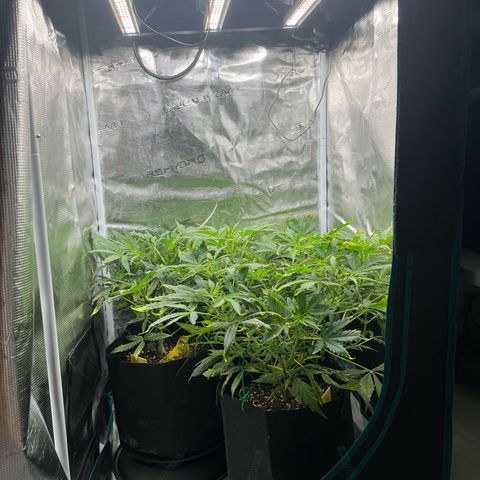 Blue Dream (Liniker) growlog timeline photo