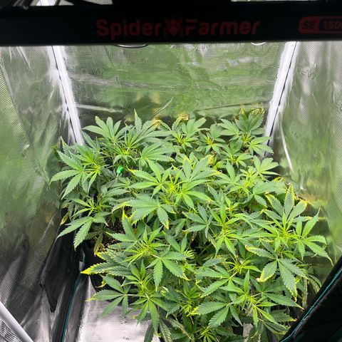 Blue Dream (Liniker) growlog timeline photo
