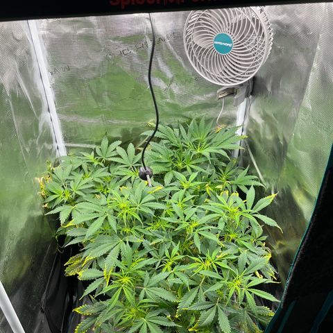 Blue Dream (Liniker) growlog timeline photo